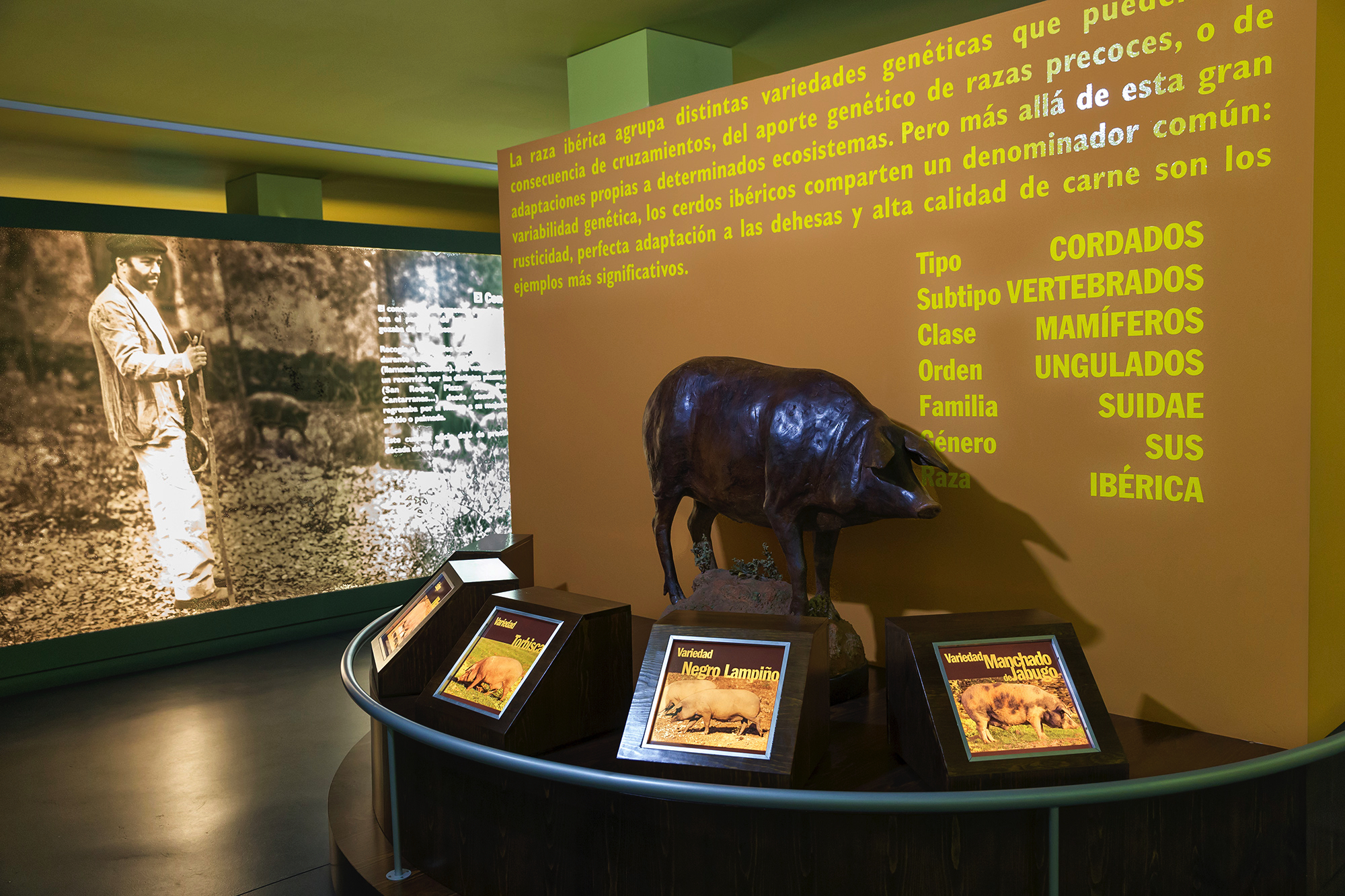 Aracena - Le musée du jambon est très instructif